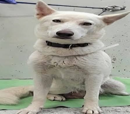 Lola And Puppies, a Husky, available for adoption