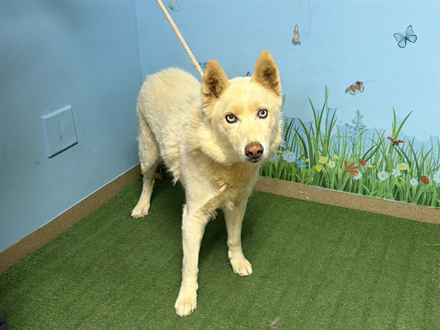 Tuco, a Husky, available for adoption