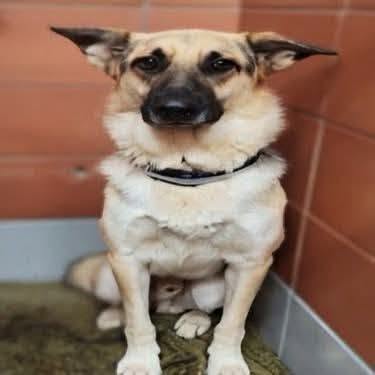 Sam, a German Shepherd, available for adoption