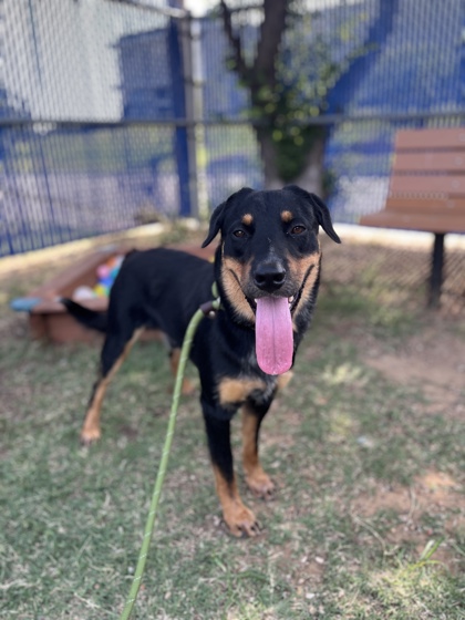 Porter, a Rottweiler, available for adoption