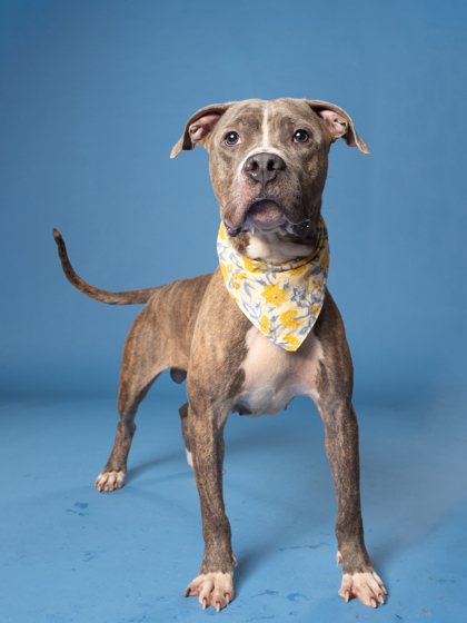 Butner, a Pit Bull Terrier (mix breed), available for adoption