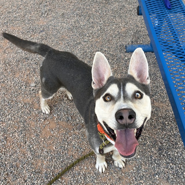 Louie, a Siberian Husky (mix breed), available for adoption