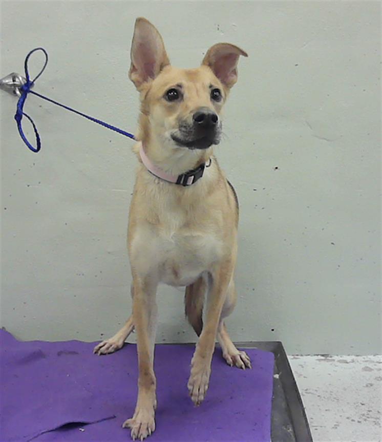 Lyla, a German Shepherd (mix breed), available for adoption