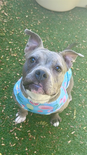 Adoptable pet photo