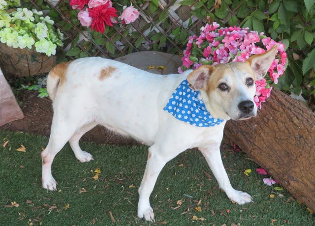 Adoptable pet photo