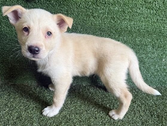 Adoptable pet photo