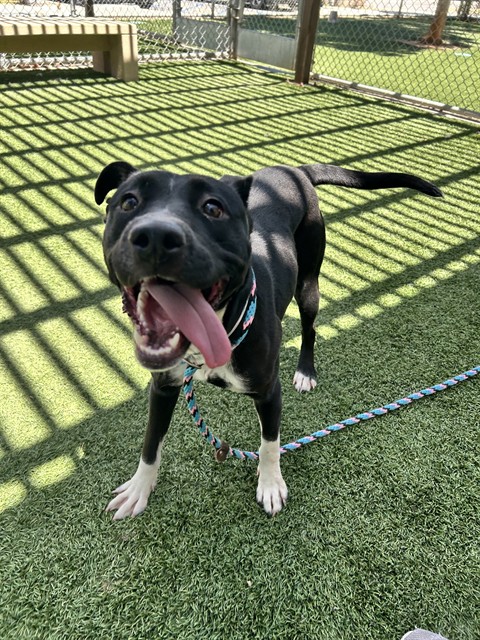 Adoptable pet photo