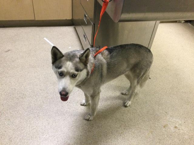 Adoptable pet photo