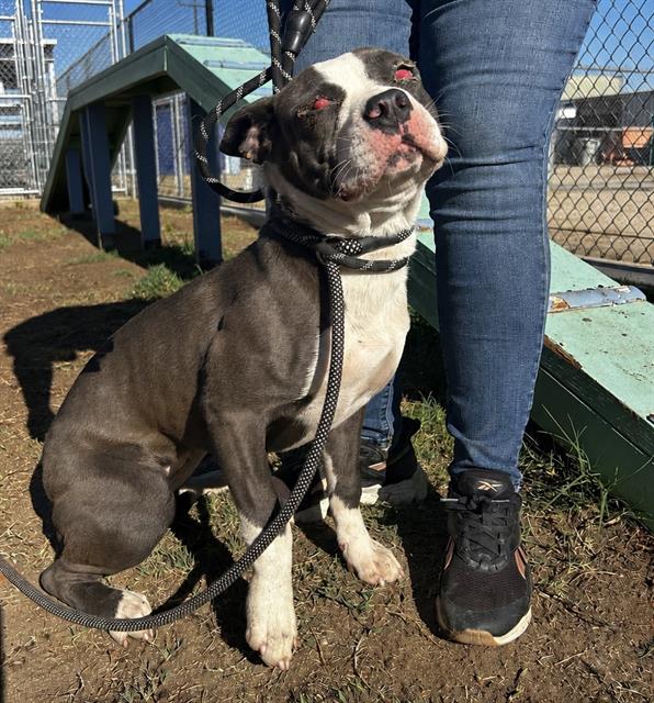 Adoptable pet photo