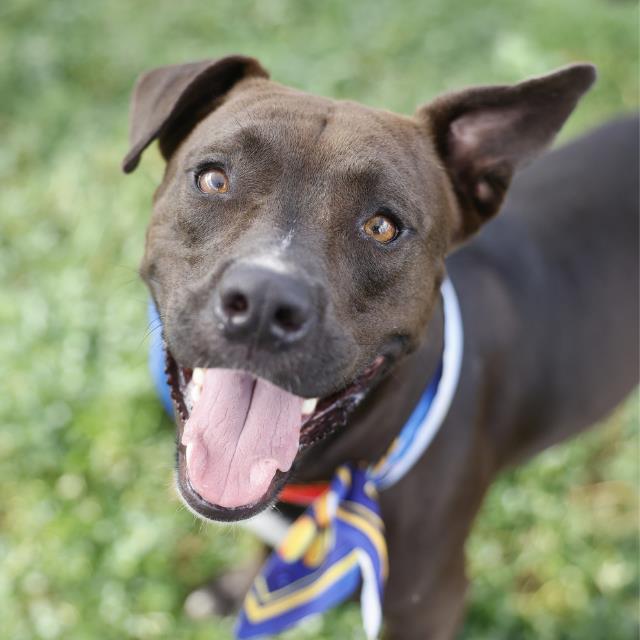 Adoptable pet photo