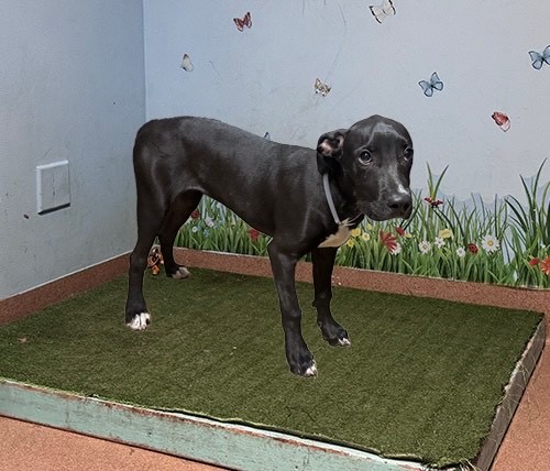 Adoptable pet photo