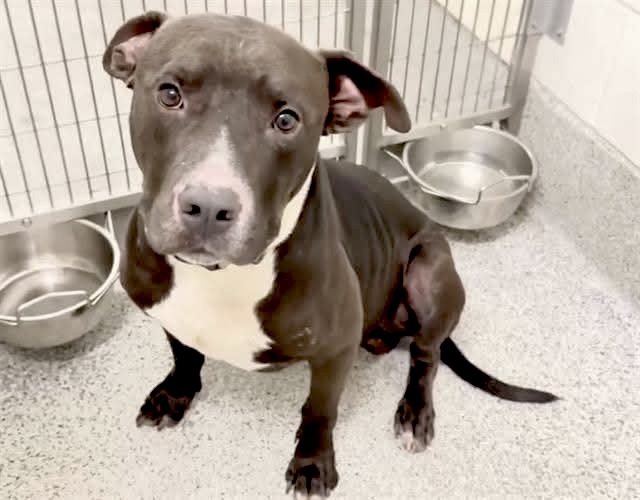Adoptable pet photo