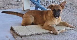 Adoptable pet photo