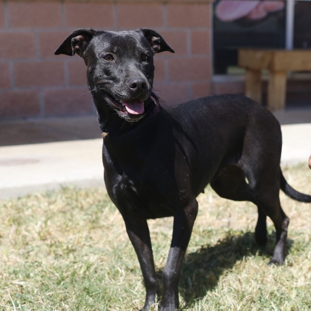 American Staffordshire Terrier (mix breed) available for adoption