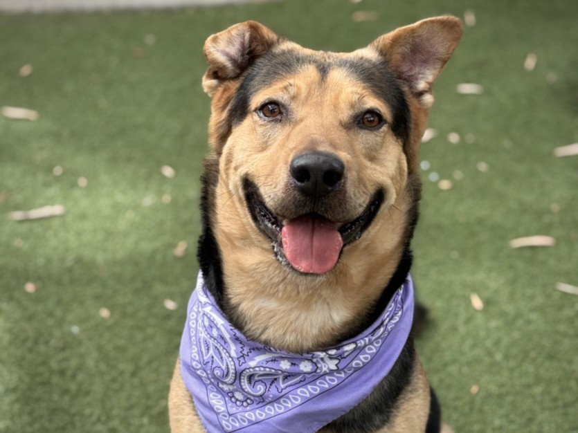 German Shepherd available for adoption