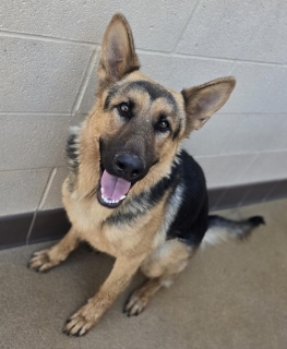 Oso, a German Shepherd, available for adoption