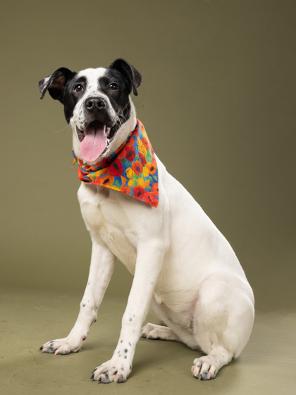 Pongo, a Labrador Retriever (mix breed), available for adoption