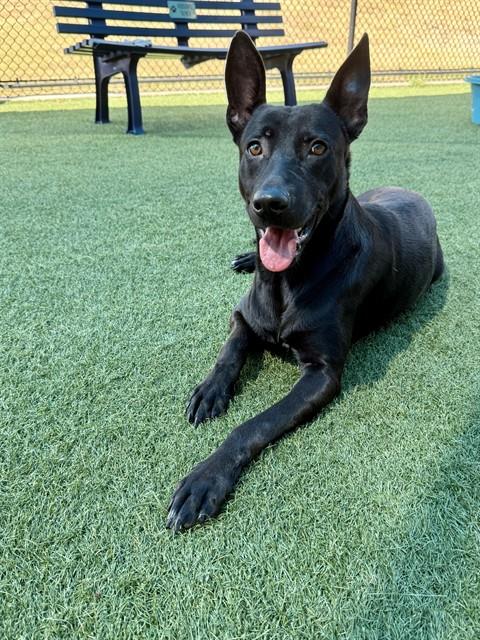 Beppe, a Terrier (mix breed), available for adoption