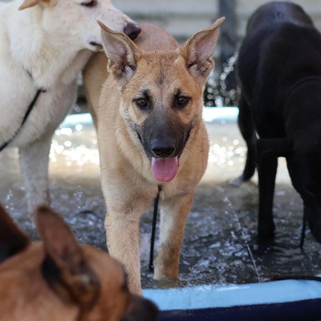 Gellert, a German Shepherd, available for adoption
