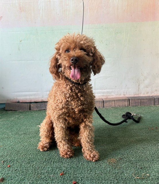 Dumpling, a Poodle, available for adoption