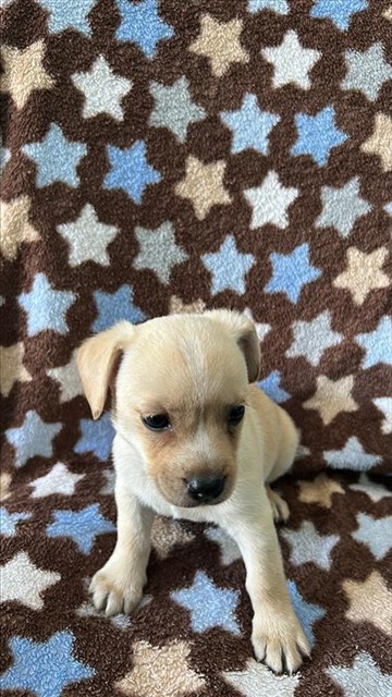 A5796631, a Chihuahua, available for adoption