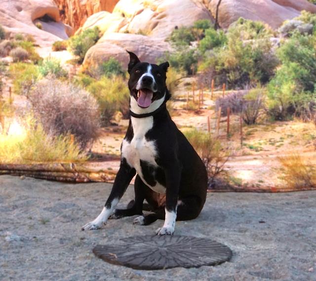 Jazzy, a Pit Bull Terrier (mix breed), available for adoption