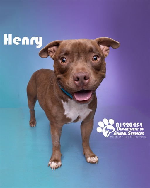 Henry, a Pit Bull Terrier, available for adoption