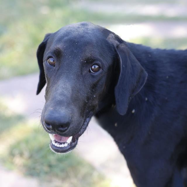 Lenny, a Doberman Pinscher (mix breed), available for adoption