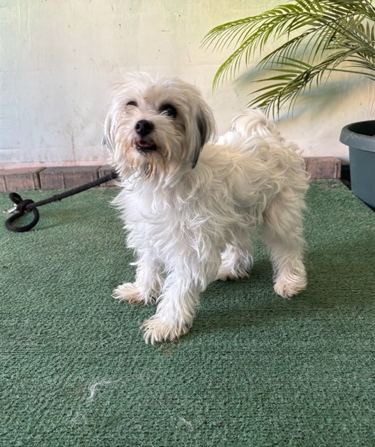 Alabama, a Maltese, available for adoption