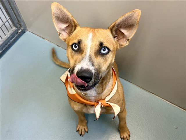 Serena, a Australian Kelpie (mix breed), available for adoption