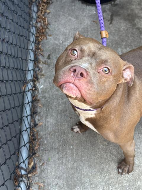 Norbert, a Pit Bull Terrier (mix breed), available for adoption