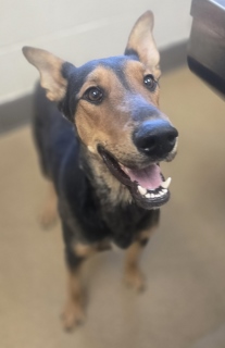 King, a Doberman Pinscher, available for adoption
