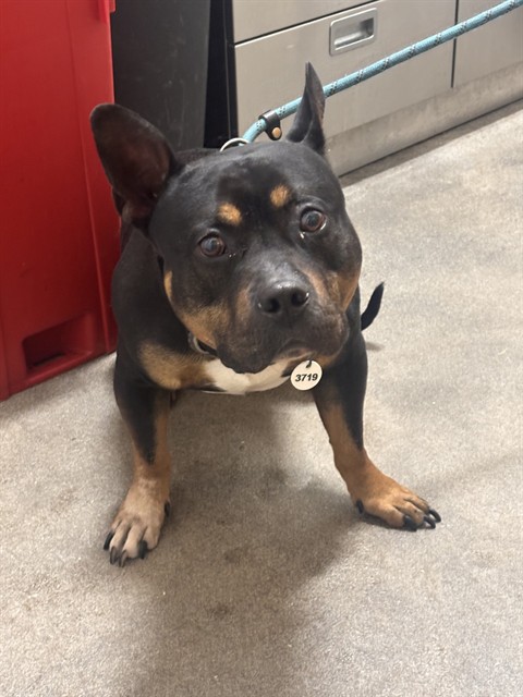Bronx, a Pit Bull Terrier (mix breed), available for adoption