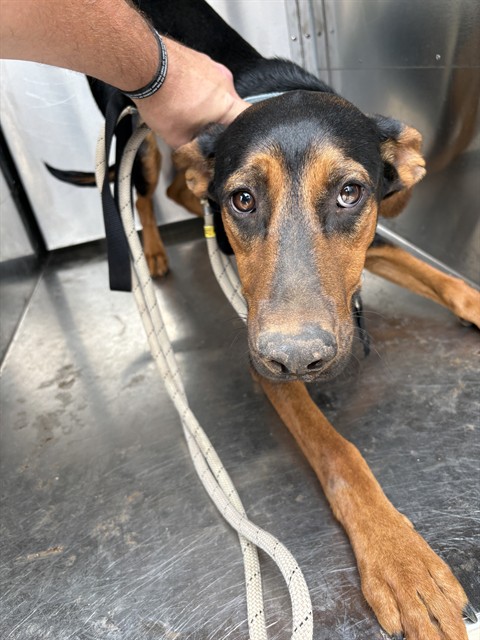A480097, a Doberman Pinscher (mix breed), available for adoption