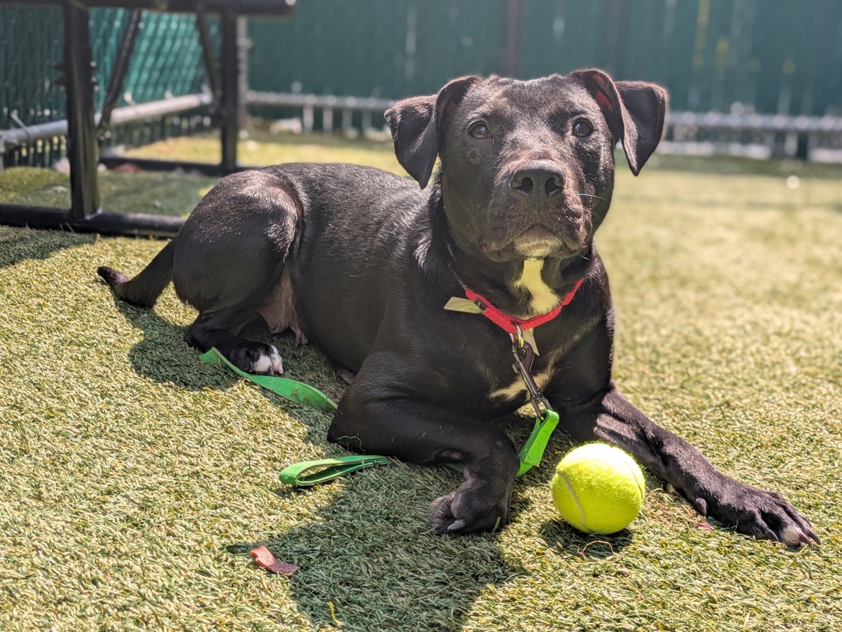 Velveteen, a American Staffordshire Terrier, available for adoption