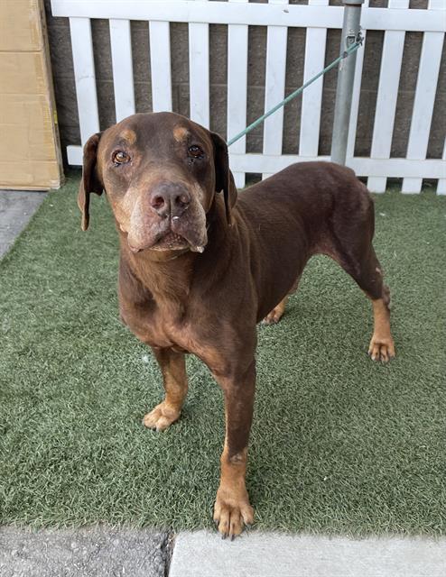 Buck, a Doberman Pinscher, available for adoption