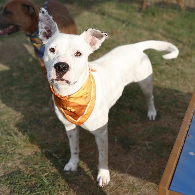 Puma Thurman, a American Staffordshire Terrier (mix breed), available for adoption