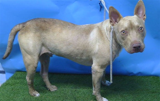 A5797011, a Bullmastiff, available for adoption