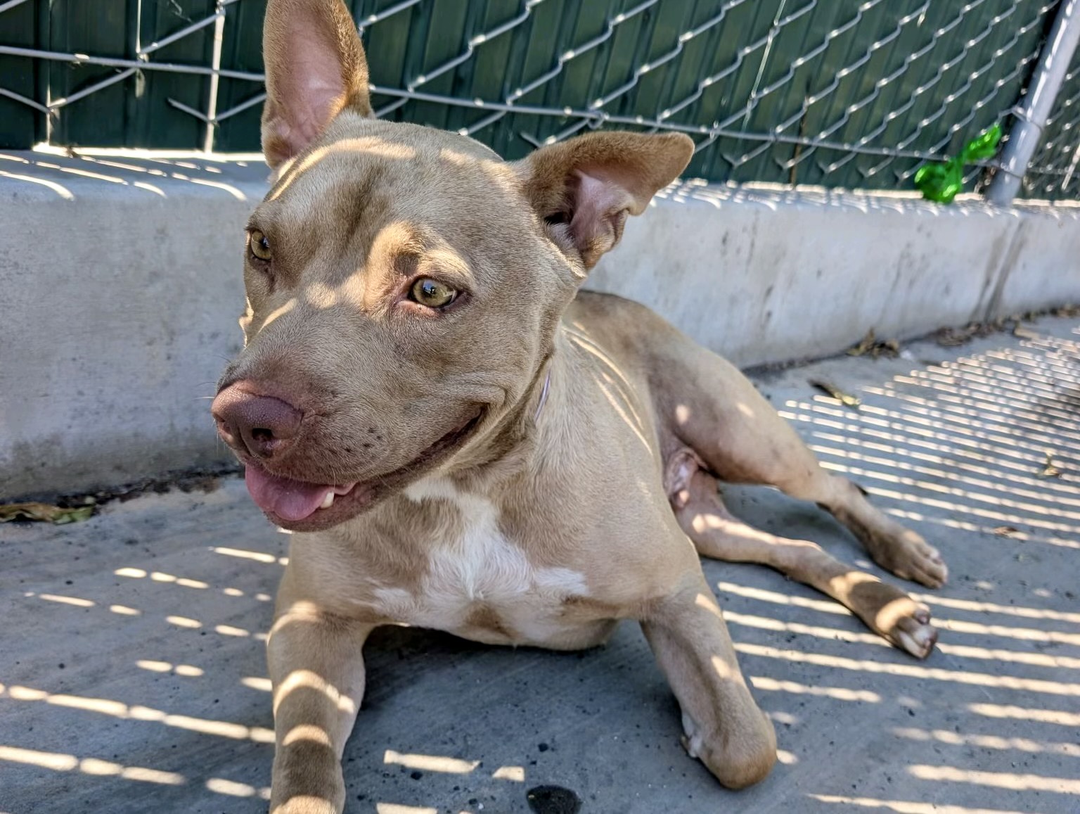 Armadillo, a Bullmastiff, available for adoption