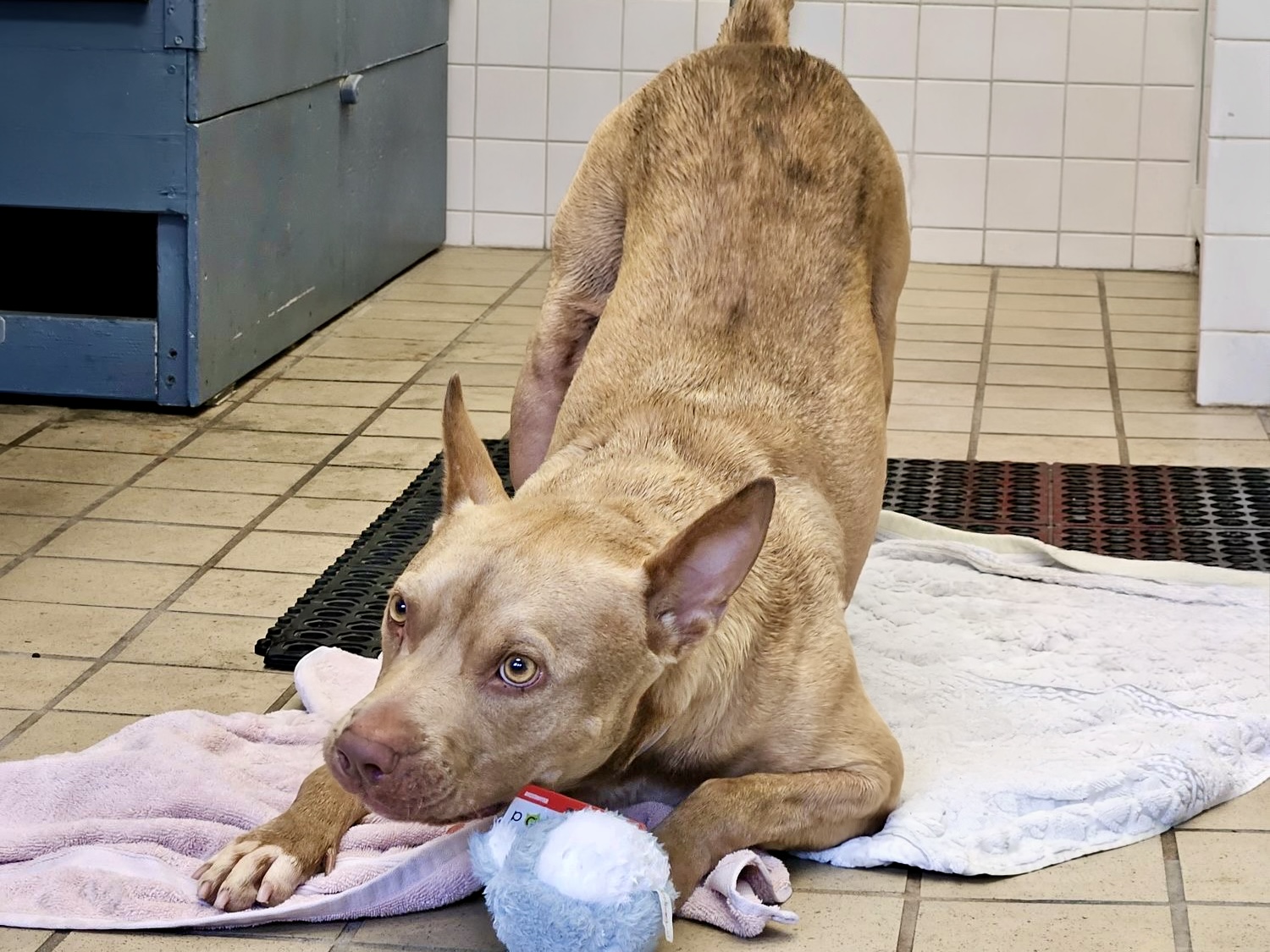 Armadillo, a Bullmastiff, available for adoption