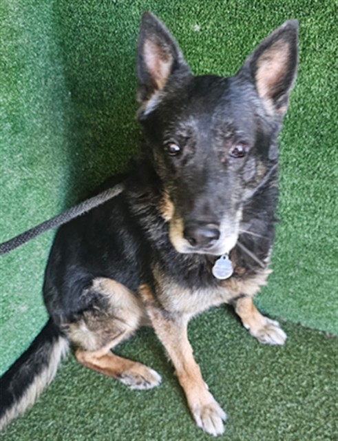Frankie, a German Shepherd, available for adoption