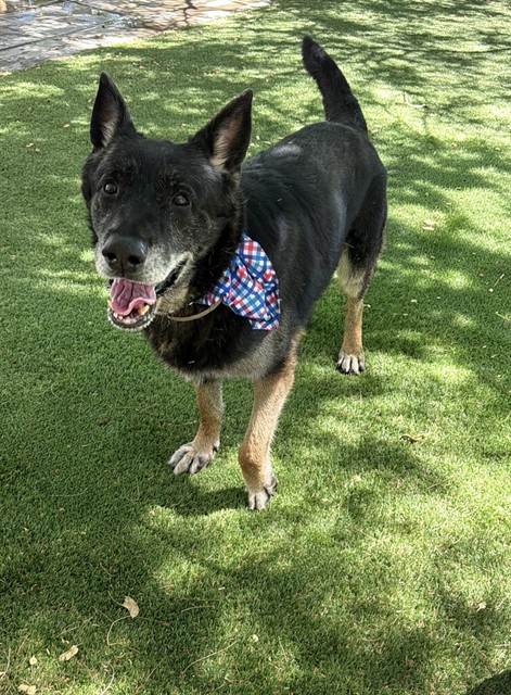Frankie, a German Shepherd, available for adoption