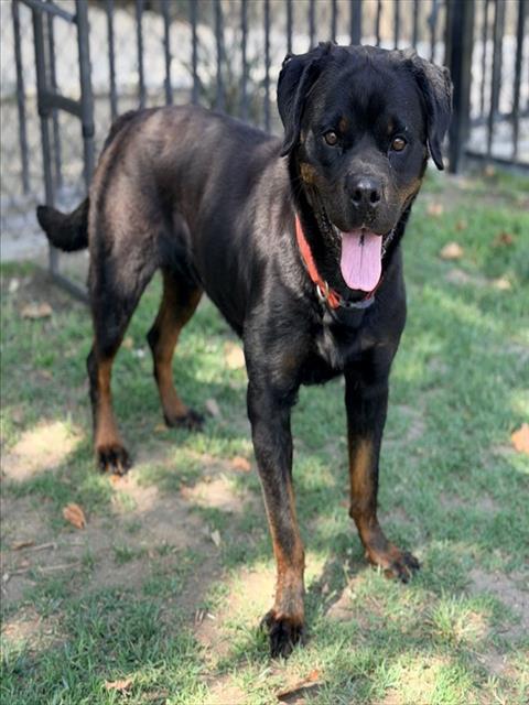 Posty, a Rottweiler, available for adoption