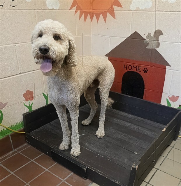 Yoko, a Poodle, available for adoption