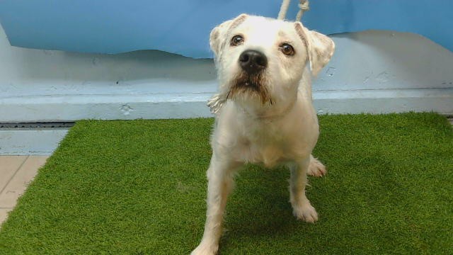 A5800436, a Dalmatian, available for adoption