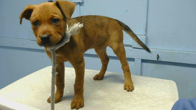 A5800609, a German Shepherd, available for adoption