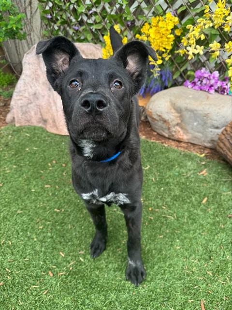Cash, a Chow Chow (mix breed), available for adoption