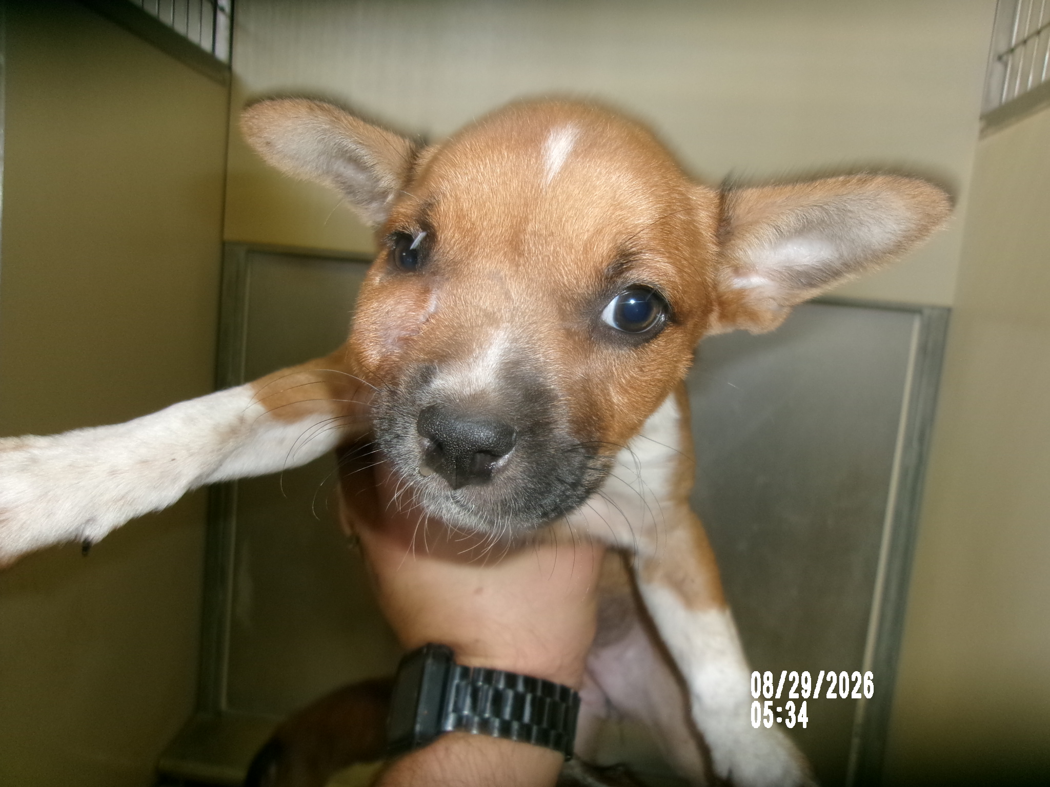 Rose, a Terrier (mix breed), available for adoption