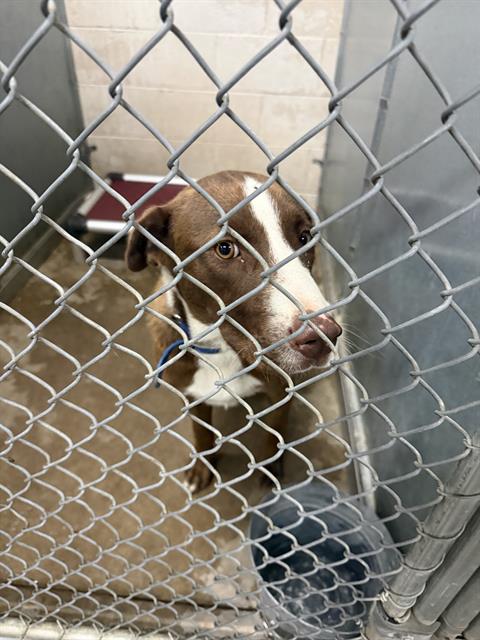 Duke, a Labrador Retriever (mix breed), available for adoption