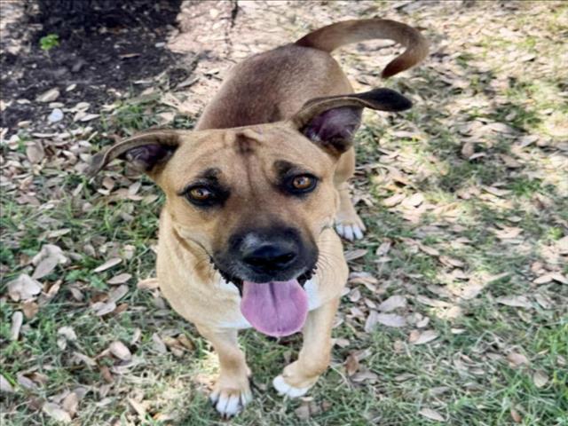 Fifi, a Staffordshire Bull Terrier (mix breed), available for adoption